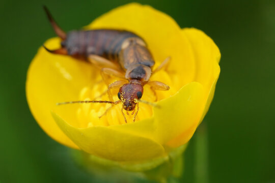 Closeup on the common European earwig, Forficula auricularia in a yellow buttercup flower
