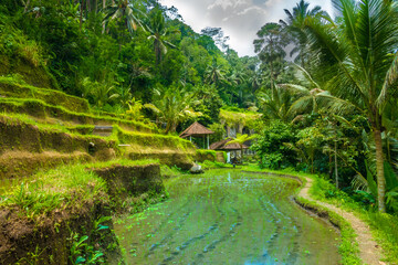 Fototapeta na wymiar Rice paddies of the Gunung Kawi Temple in Tampaksiring, near Ubud, Bali, Indonesia.