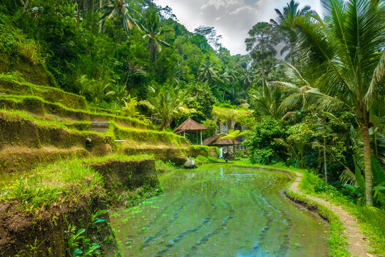 Rice paddies of the Gunung Kawi Temple in Tampaksiring, near Ubud, Bali, Indonesia.