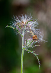 Close up of Bull Thistle flower with shallow depth of field 