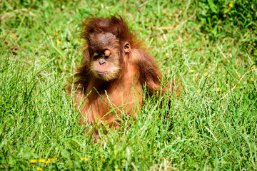 Baby orangutan sitting on the grass in a zoo. Ramat Gan, Israel.