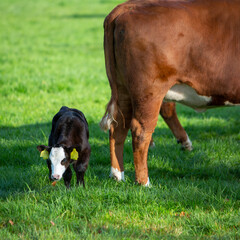 newborn calf in meadow with cow in the background on spring day in holland