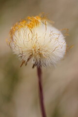 Fluffy seed ball of Yellow goat's beard; Tragopogon dubius