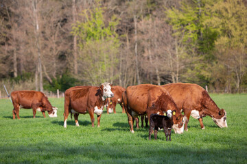 Fototapeta na wymiar newborn calf in meadow with cows in the background on spring day in holland