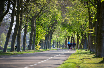 men ride racing bicycles on road between beech trees in spring