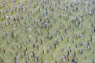 Fototapeta premium A flock of fish swims in one direction forward, Thailand