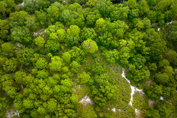 Naklejka premium Dark lush tropical woodland with green trees canopies in summer. Top down flat view from above