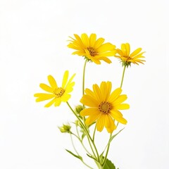  tree marigold yellow daisies yellow flower heads isolated on white background with clipping path yellow flowers white background generated by AI.