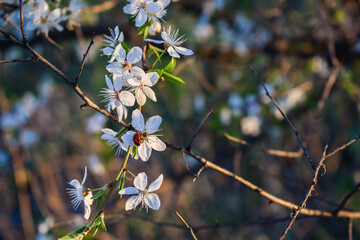 Ladybug on blooming spring flower