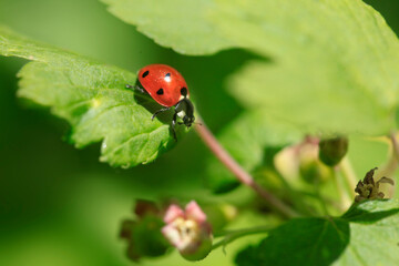 Red ladybug sitting on plant