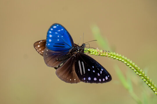 butterfly on a flower from Kaptai national parK BANGLADESH