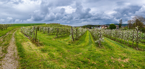 Panorama of flowering orchards in the month of may in the german enclave of Busingen, which is surrounded by swiss territory.