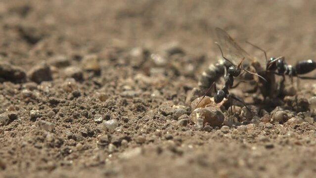 Ants find dead bee and move it to their anthill along dry dirt road