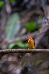 oriental dwarf kingfisher from rajkandi reserve forest sylhet Bangladesh