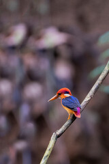 oriental dwarf kingfisher from rajkandi reserve forest sylhet Bangladesh