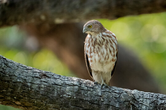 shikra bird from sundarban Bangladesh