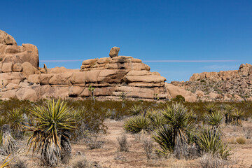 Fototapeta na wymiar Yucca and scrub along a path to the rocks