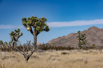 Joshua Trees and Rocks