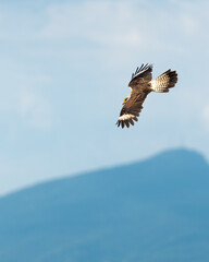 eagle in flight in colombian cuñis, blue sky, liberator and inner peace