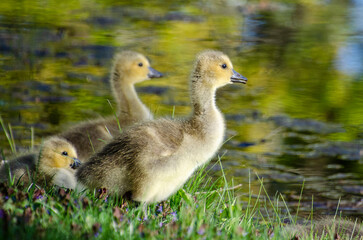 Goslings near pond