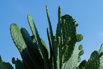 cactus in the sky