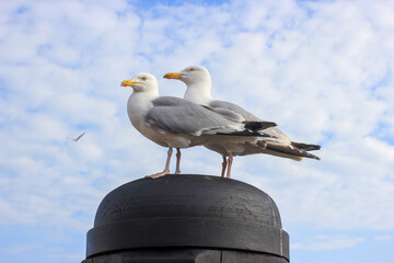 Obraz premium seagull on the pier