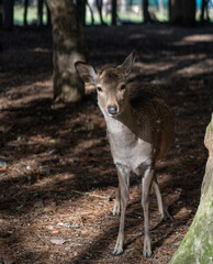 Curious Deer Peaking Around Tree