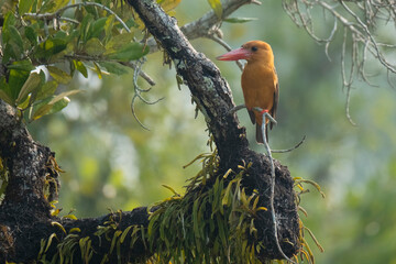brown-winged kingfisher from sundarbans Bangladesh