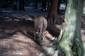 Deer Searching For Food On The Ground