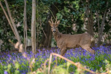 Deer amongst the blue bells