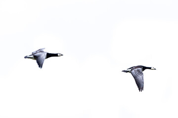 Two barnacle gooses flying in front of a white sky