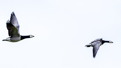 Two barnacle gooses flying in front of a white sky
