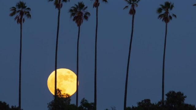 Time lapse of the moon rising from behind a row of palm trees in Los Angeles