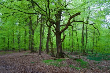 Beech trees at spring in the forest
