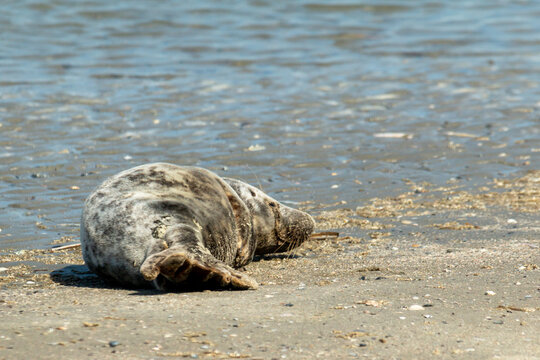 sea dog light on the beach and is almost dead, rest in peace