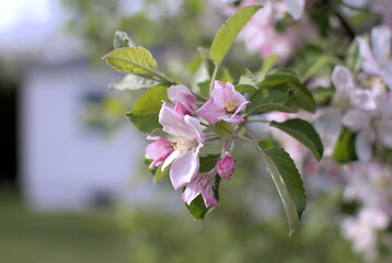 Apple blossoms on a ten year old tree which was started from a store apple seed. Background is bokeh, blurry. Suburban Chicago, Illinois, USA.