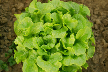Lettuce bio green oakleaf harvest farmer farming Lactuca sativa greenhouse folio and agricultural farm garden corrugated harvesting leaf food plant leaves bio Verona organic Europe