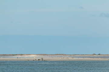 Seals lie on a mudflat in the frisian islands in north friesland, the seals lie in front of the island forbidden for tourists rottumerplaat, remembering the europe travel