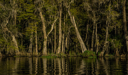 reflection of trees in the water