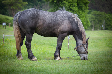 Bacówka w Czarnem i okolice w Beskidzie Niskim. Czarny koń jedzący zieloną trawę na polu.