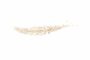 Dry leaf of plant is isolated on white background