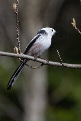 Obraz premium Long-tailed tit
