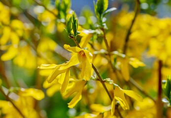 Forsythia flowers, Golden Bell, Border Forsythia (Forsythia x intermedia, europaea) blooming in spring garden bush