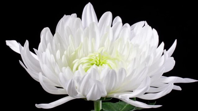 Time lapse of a beautiful white Chrysanthemum blooming.