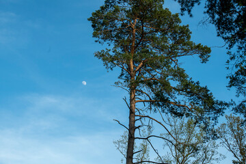 woda, jezior, charakter, drzew, krajobraz, bory, sadzawka, zieleń, rzeka, jary, drzew, niebo, park, gras, bagno, blękit, lato, jesienią, naturalny, luster, okolica, odsłon, scena, krajobraz
