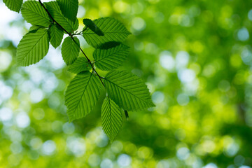 Naklejka na ściany i meble green leaves background in sunny day