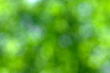 Obraz premium Green bokeh background and sunlight