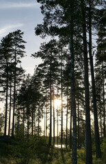 Fototapeta premium sunset in the forest
