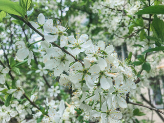 Spring blooming branch of an apple tree.