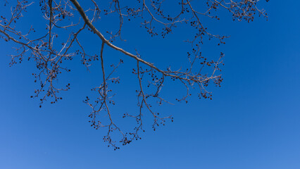 branches of a tree in winter